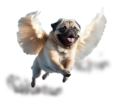Somebody Digital | Alan the pug with wings